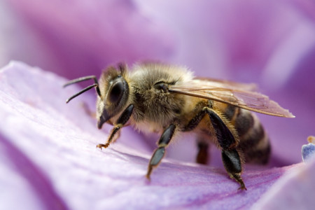 ¿Cuál es la probabilidad de que te mueras si te pica una abeja?