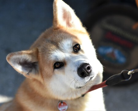 Dog Ga4729cfbe 1280