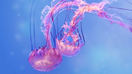 ¿Deberíamos empezar a comer medusas por el bien del planeta?