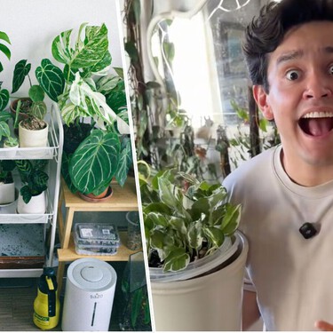 El consejo del experto en plantas André Alonso que muchos olvidan: si está bien en su maceta, mejor no tocarla 