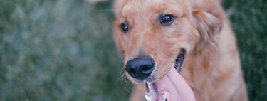 Tu perro te quiere, aunque no tenga sentimientos 