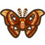 Atlas moth