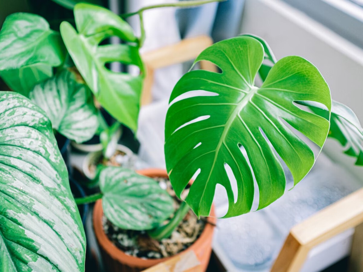 Plantas de interior: qu hacer si las hojas de mi monstera se ponen marrones