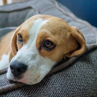 Que tu perro se emocione demasiado cuando llegas a casa no siempre es una buena señal, advierten veterinarios 