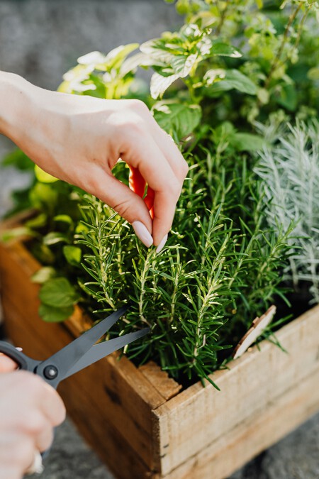 Cómo reproducir romero en casa: 3 formas fáciles para obtener nuevas plantas