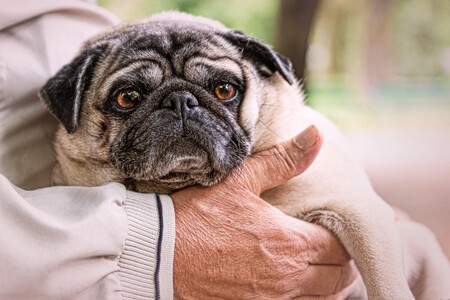 Cuidados Del Perro Anciano
