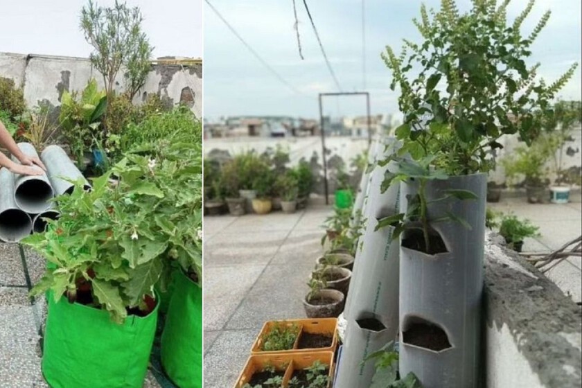 Pvc Pipe Gardening 1717506073