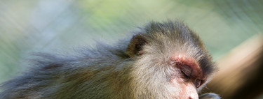 Macaques have the anatomical ability to speak, but not the neural one... fortunately