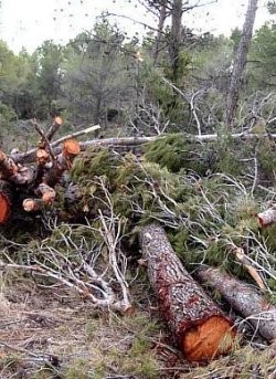 Madera ilegal para ampliar el aeropuerto de BCN