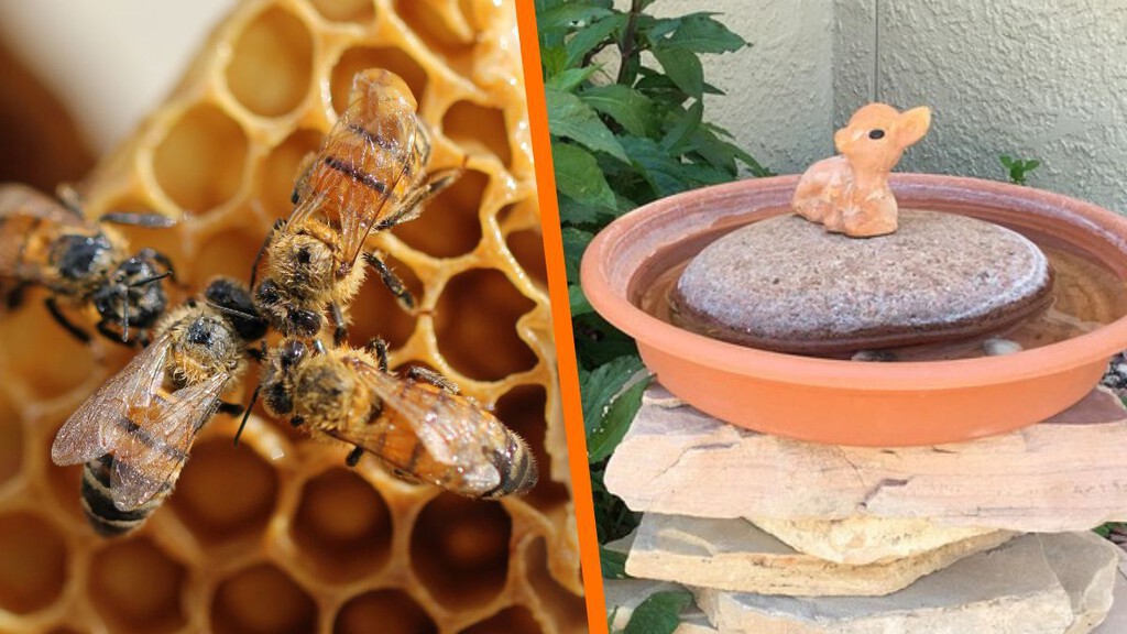 Cómo hacer un bebedero casero para abejas: de forma rápida, fácil y además para protegerlas