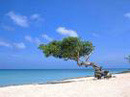 Aruba divi