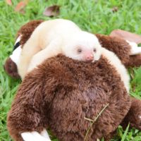 ¿Conoces la teoría de la madre suave? Es exactamente lo que hace este bebé perezoso