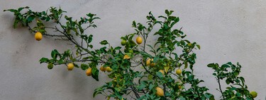 Tres motivos por los que los expertos envuelven con papel de aluminio el limonero  