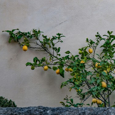 Tres motivos por los que los expertos envuelven con papel de aluminio el limonero  
