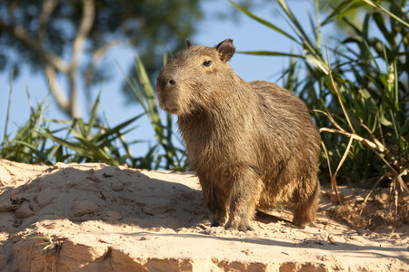Capivara | Fonte: Getty Images
