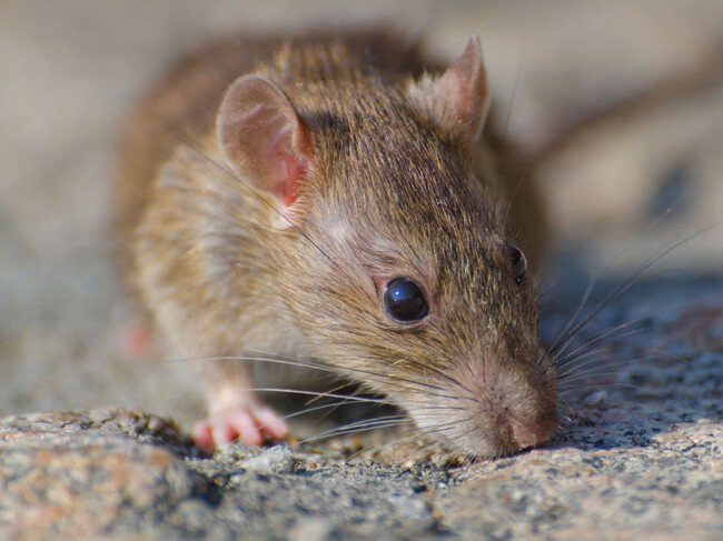 Rata
