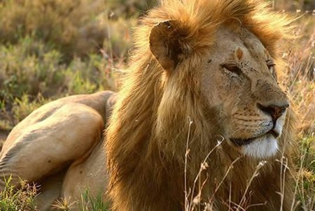 Singularidades extraordinarias de animales ordinarios (XXXII): el león