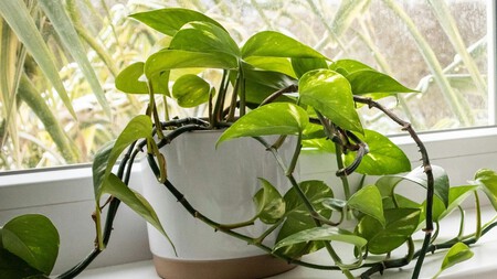 Estas 3 plantas son ideales para tener en tu depa: resisten el frío y no necesitan muchos cuidados 