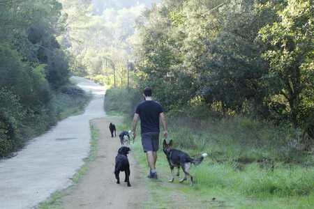 Trabajos Javier Ruiz Educador Canino Opiniones