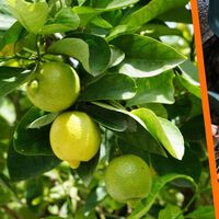 Fertilizante para que el árbol limonero explote de frutos con un solo desecho orgánico de la cocina