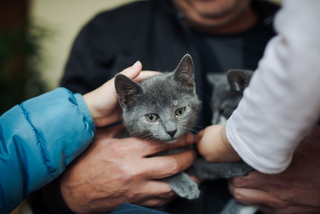 Resolviendo una de las grandes preguntas sobre las mascotas: si son buenas para nuestra salud o no