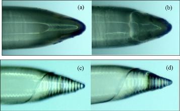 Estas agujas impresas en 3D tienen la quinta parte de grosor del cabello humano