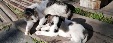 En Europa triunfa el gato, pero en España somos más de perro: qué animal de compañía prefieren en otros países europeos 