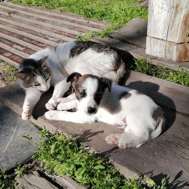 En Europa triunfa el gato, pero en España somos más de perro: qué animal de compañía prefieren en otros países europeos 