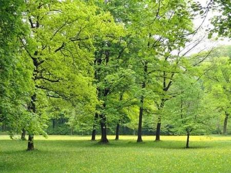 Los árboles nos pueden salvar la vida mejorando la calidad del aire que respiramos