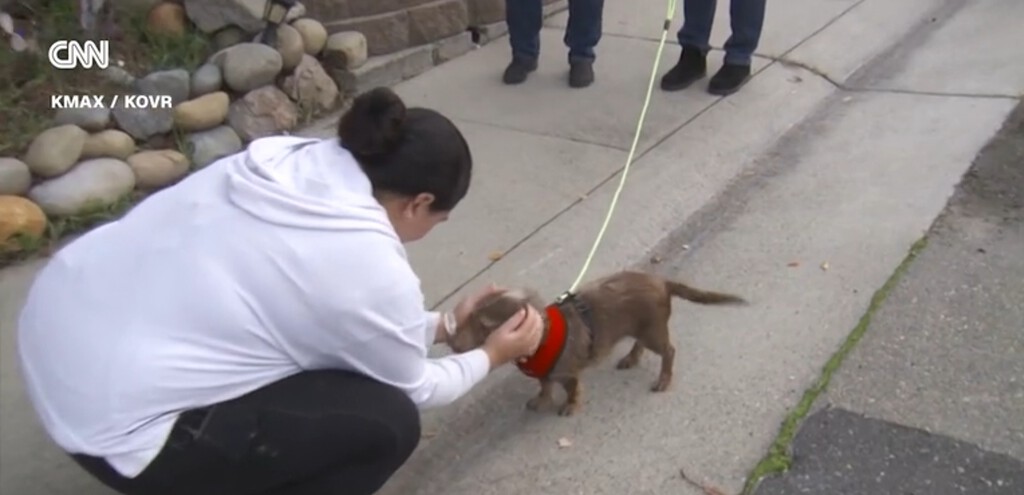 Milagre de Natal: cachorro desaparecido há cinco anos nos EUA é encontrado do outro lado do país 