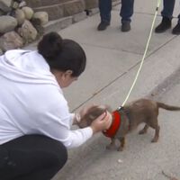 Milagre de Natal: cachorro desaparecido há cinco anos nos EUA é encontrado do outro lado do país 