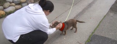 Milagre de Natal: cachorro desaparecido há cinco anos nos EUA é encontrado do outro lado do país 