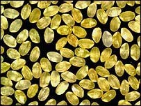 Arroz Dorado para luchar contra la ceguera infantil causada por la carencia de vitamina A