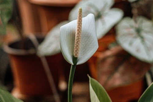Spathiphyllum