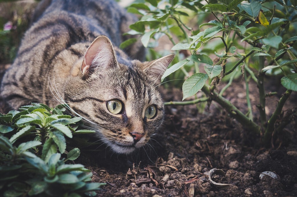 En La Rioja hay poquísimos gatos, excepto en Logroño. O eso dicen los registros