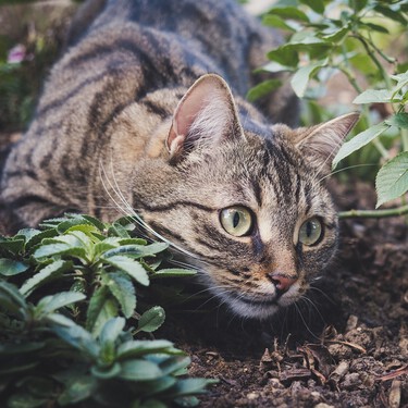 En La Rioja hay poquísimos gatos, excepto en Logroño. O eso dicen los registros