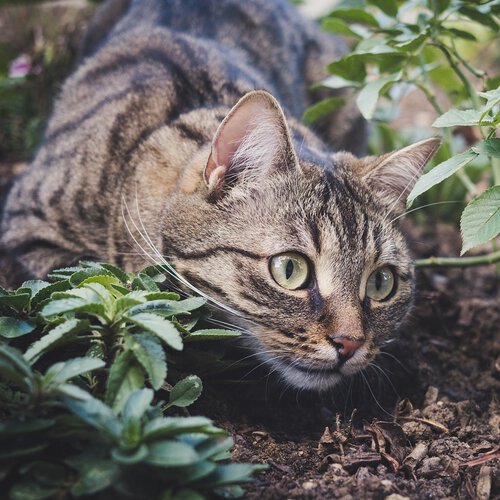 En La Rioja hay poquísimos gatos, excepto en Logroño. O eso dicen los registros
