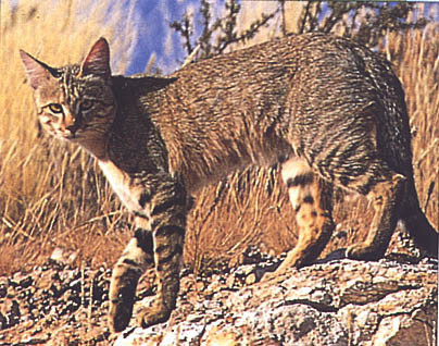 El gato doméstico procede de Oriente Próximo