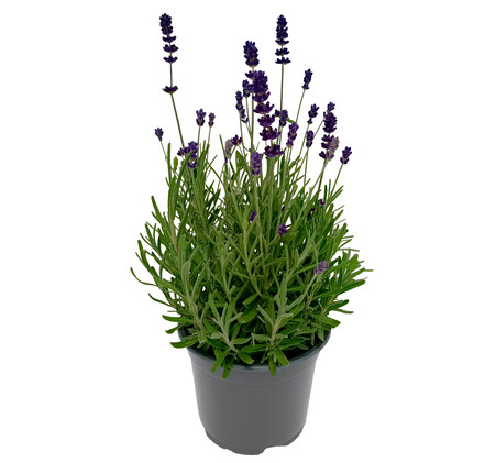 PLanta de Lavanza