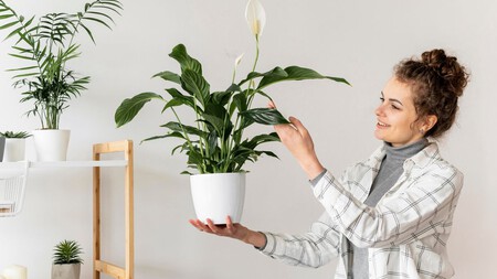 Cuidar Plantas De Interior