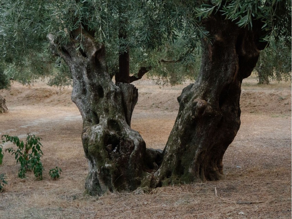 Mueven un olivo de 500 años y 6.000 kilos para plantarlo en un jardín particular: “No es algo que hagamos todos los días”