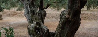 Mueven un olivo de 500 años y 6.000 kilos para plantarlo en un jardín particular: “No es algo que hagamos todos los días” 