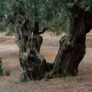 Mueven un olivo de 500 años y 6.000 kilos para plantarlo en un jardín particular: “No es algo que hagamos todos los días” 