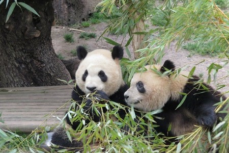Zoo Aquarium de Madrid despide a sus crías de panda gigante con un gran acto oficial