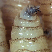 El gusano barrenador se está saliendo de control en México: 53% más casos y hasta perros han sido infectados 