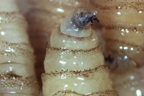 El gusano barrenador se está saliendo de control en México: 53% más casos y hasta perros han sido infectados