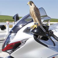 El día que una Suzuki Hayabusa le echó una carrera a un halcón peregrino. Así nació una moto legendaria 