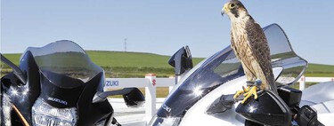 El día que una Suzuki Hayabusa le echó una carrera a un halcón peregrino. Así nació una moto legendaria 