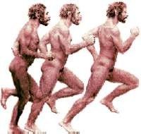 Evolución humana tardía