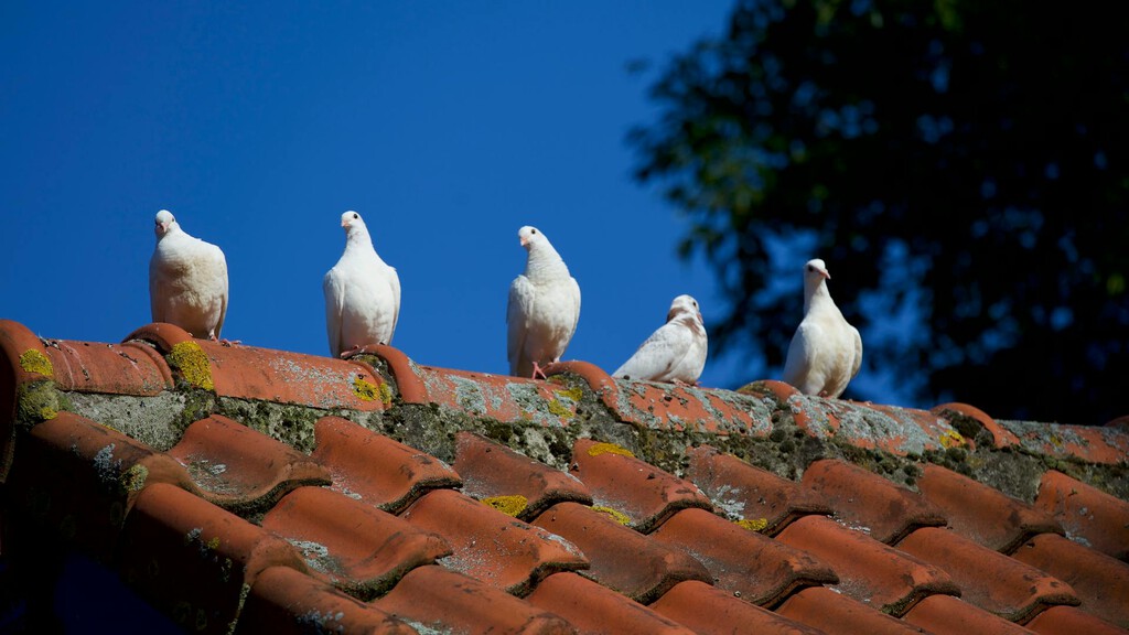 Estos son los mejores trucos, que además son eco, para alejar a las palomas de balcones, ventanas y terrazas